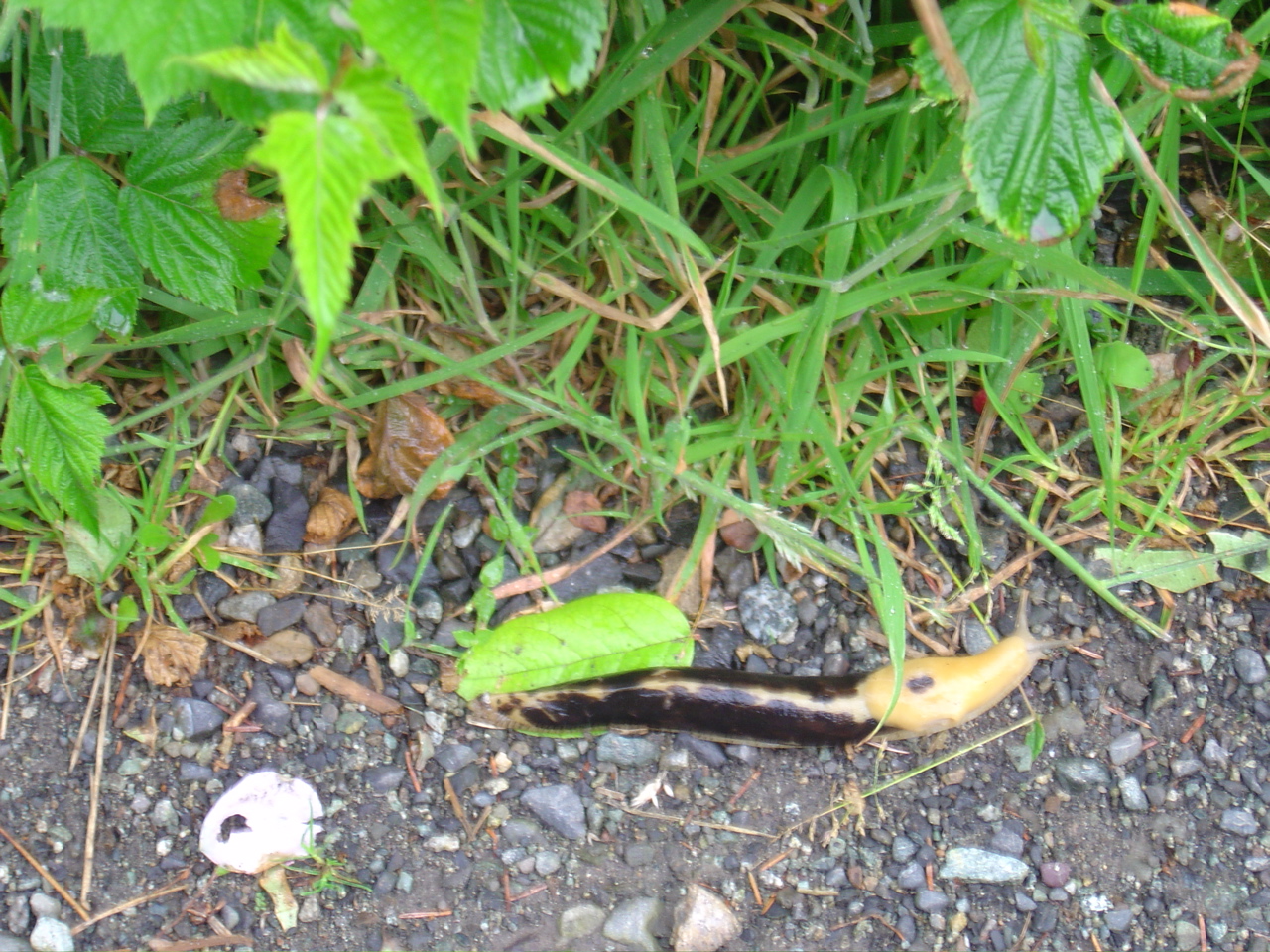 DSC00961.JPG