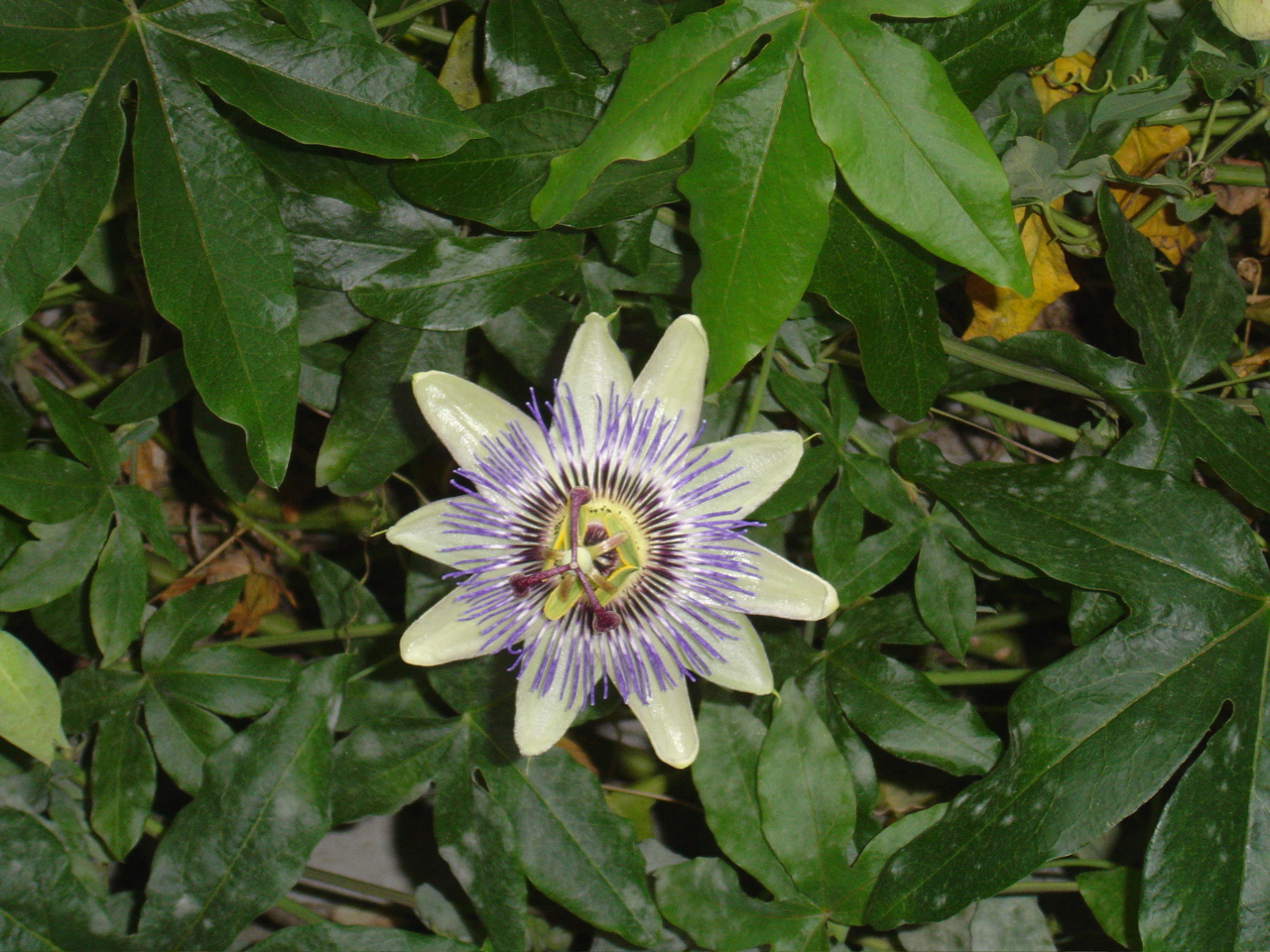 DSC00890.JPG