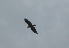 IMG_1779.JPG