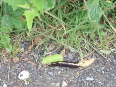 DSC00961.JPG