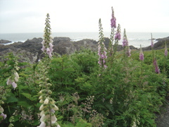 DSC00962.JPG
