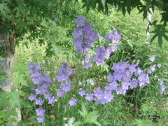 DSC00889.JPG