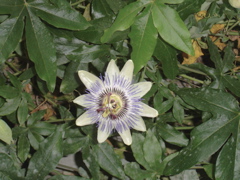 DSC00890.JPG